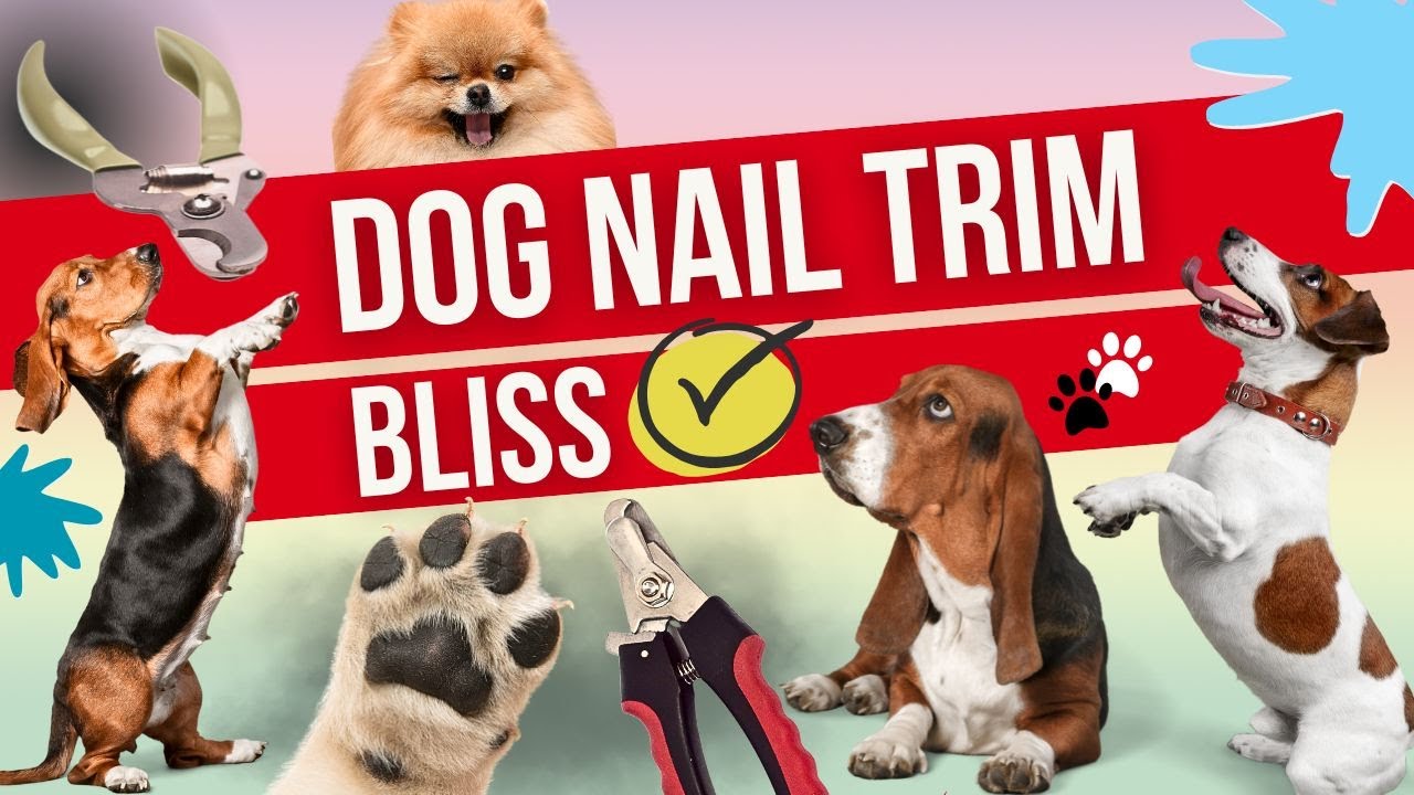 Trim Dog Nails: Practice method for beginners