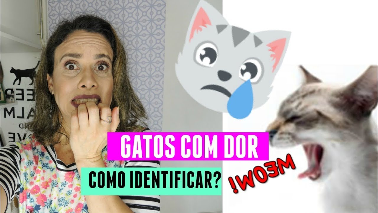 COMO SABER QUE SEU GATO EST&Aacute; COM DOR