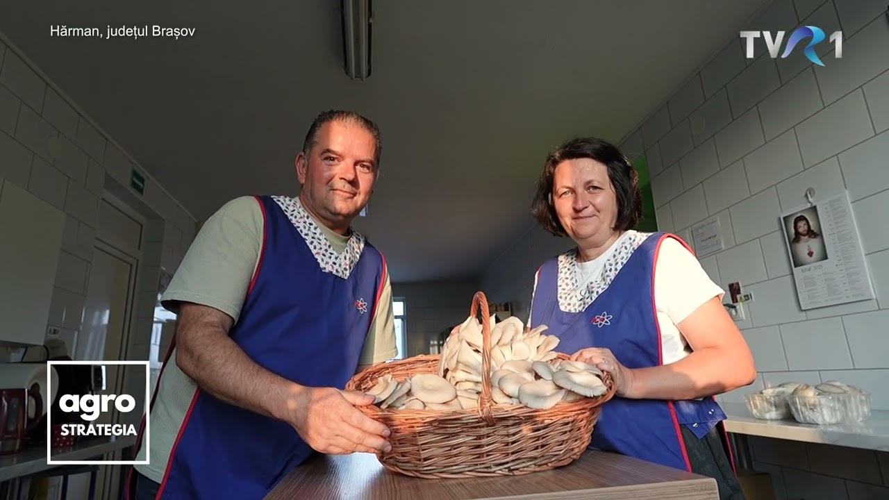 Afacerea cu ciuperci Pleurotus a soților Percec din județul Brașov