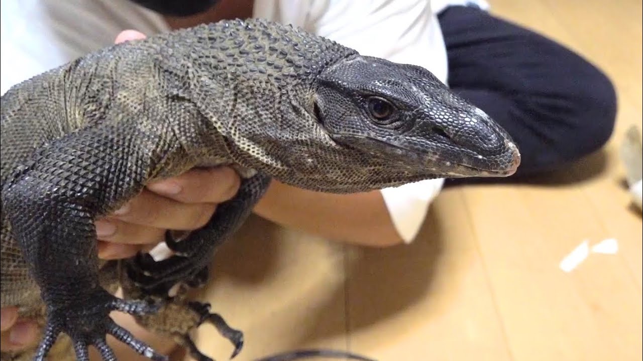 新たなオオトカゲがやってきました