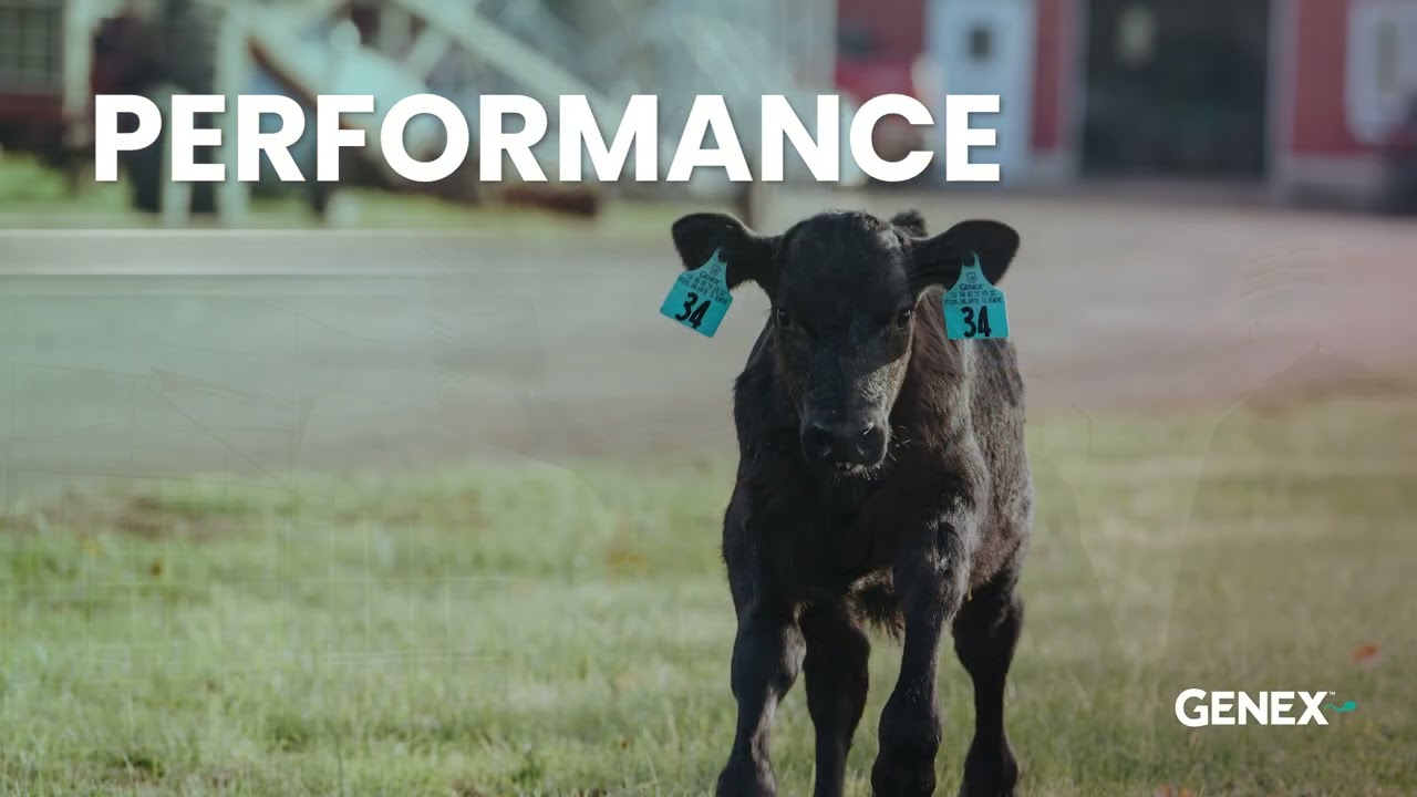 FeedWise&trade; Beef x Dairy Program