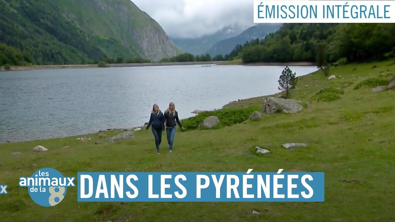 Les Animaux de la 8 dans les Pyrénées - Émission intégrale