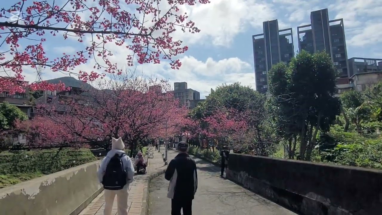 2O26汐止康誥坑溪櫻花大道，過年走春賞花必訪搭火車慢遊櫻花林！~整條溪邊盛開山櫻花！溪岸兩旁有2OO棵台灣山櫻花，沿著康誥坑溪賞花感受桃紅色花海美景，來趟汐止最浪漫的櫻花步道！感謝支持請訂閱分享按讚