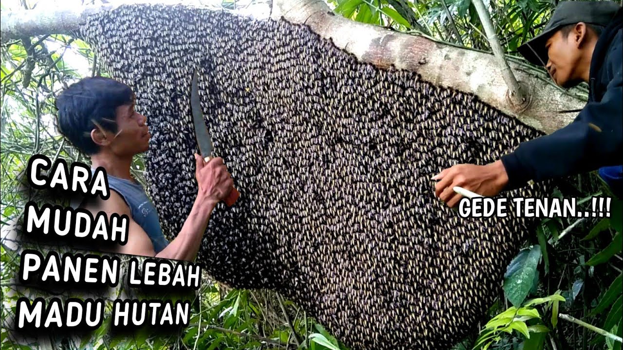 Belajar Panen Madu Hutan, Ada MANTRA Khususnya Kah??