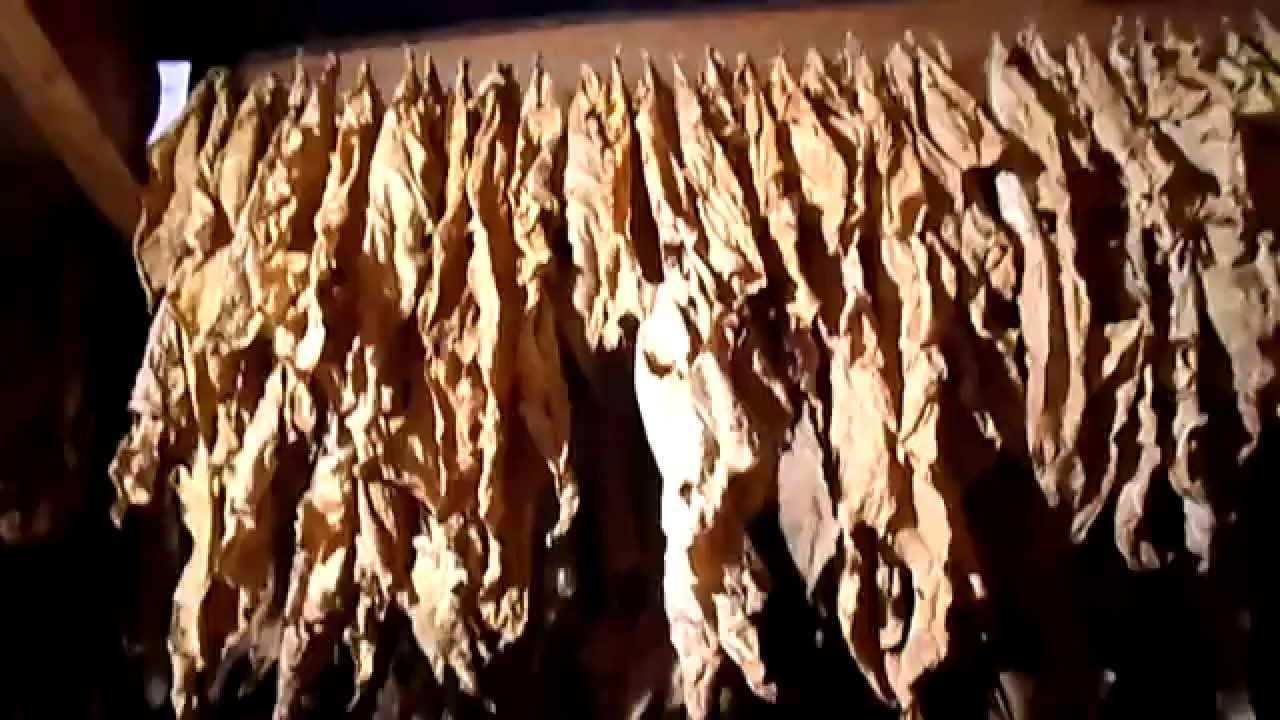 №64 Табак  Вымораживание хлорофилла  2
