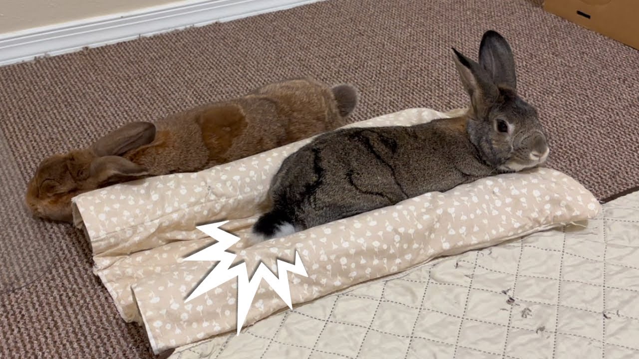 Watch How Bunnies Settle in for the Night! 🐰😄