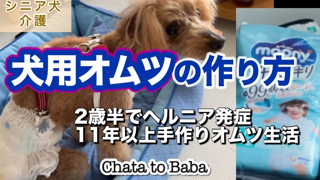 【シニア犬と暮らす工夫】2歳半でヘルニア発症…11年間毎日作ってきた男の子の為の犬用オムツの作り方