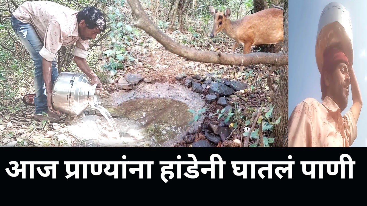 आज प्राण्यांना हांडेनी घातलं पाणी Today, the animals were watered by hand.