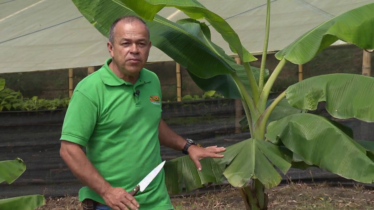 Poda de saneamiento en el plátano | La Finca de Hoy