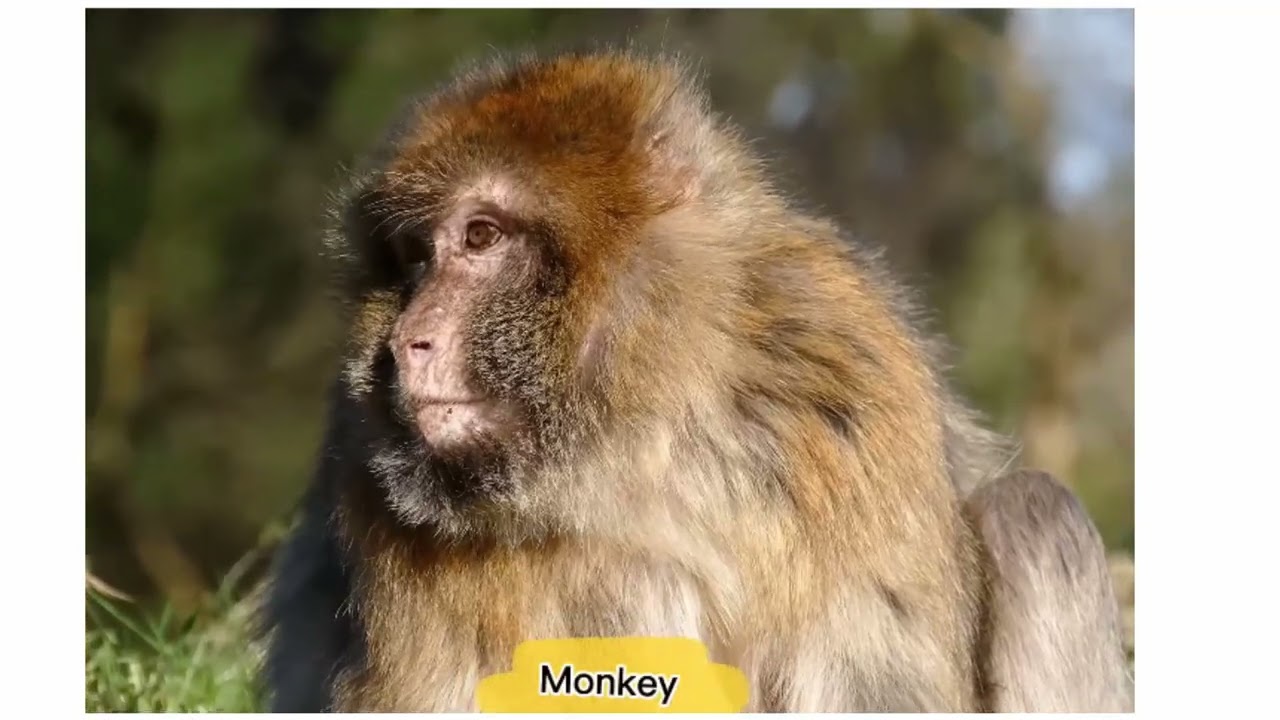 4 form Animals and Parts of Body