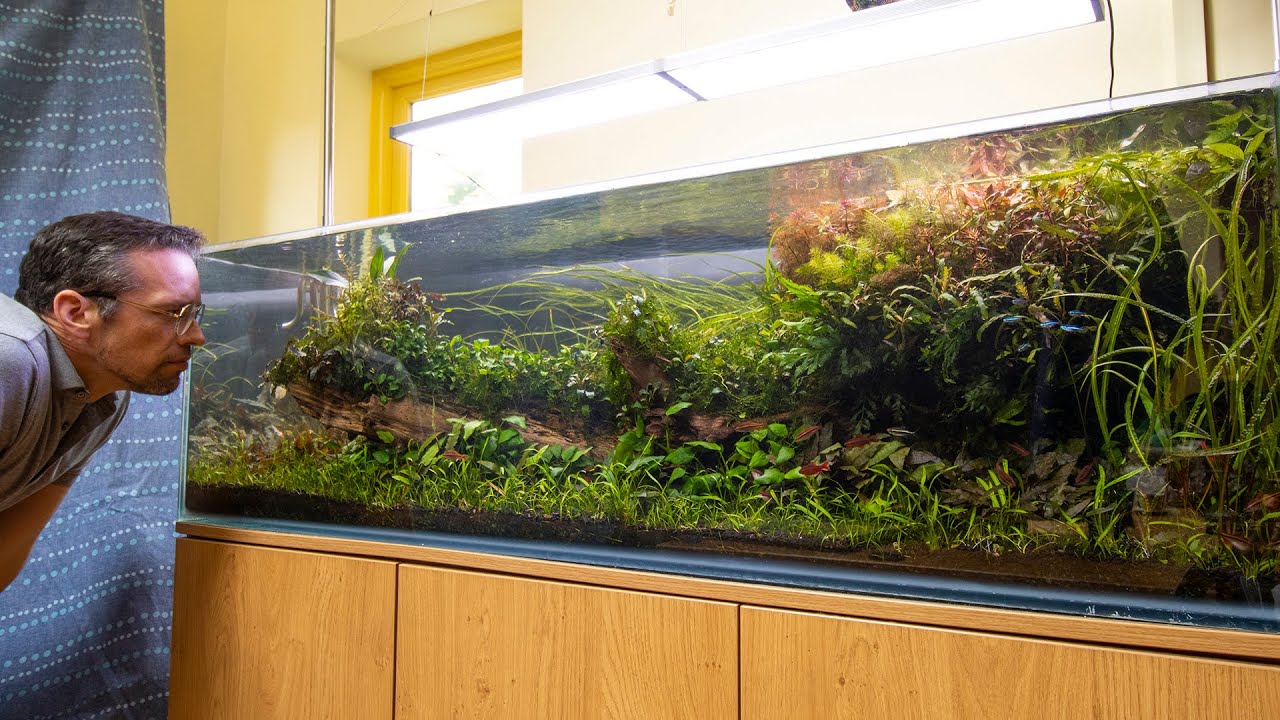 Relax with this 100 gallon Jungle Aquascape