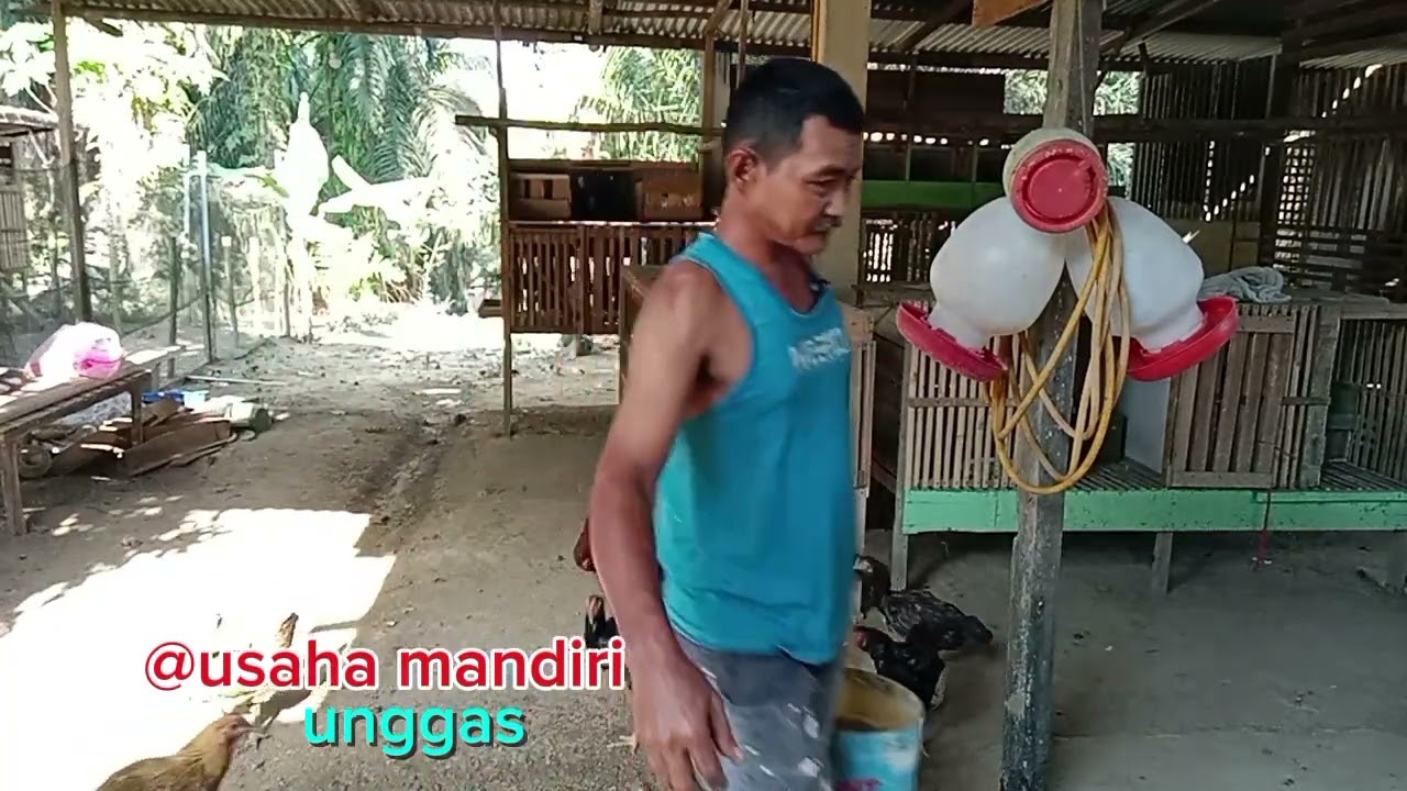@usaha mandiri unggas, kegiatan rutin setiap sore,ternak ayam kampung