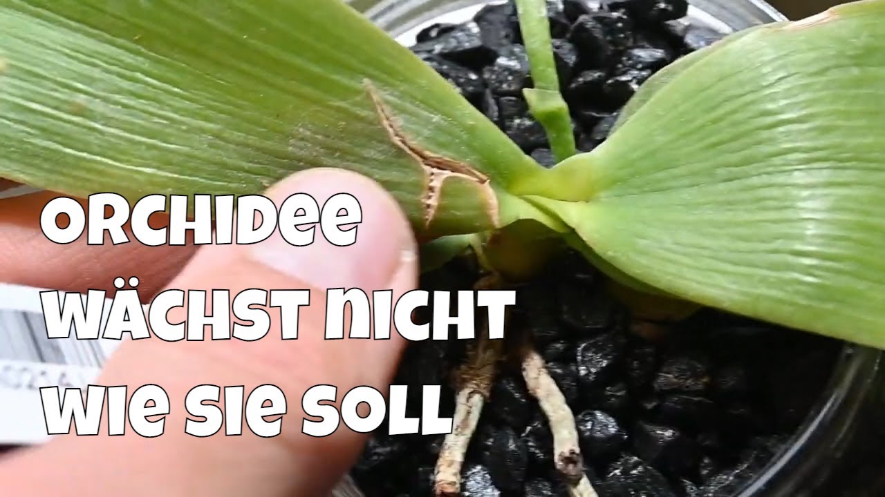 Wachstumsprobleme bei Orchideen schrumpft Phalaenopsis wird kleiner // Gartenschlau.com