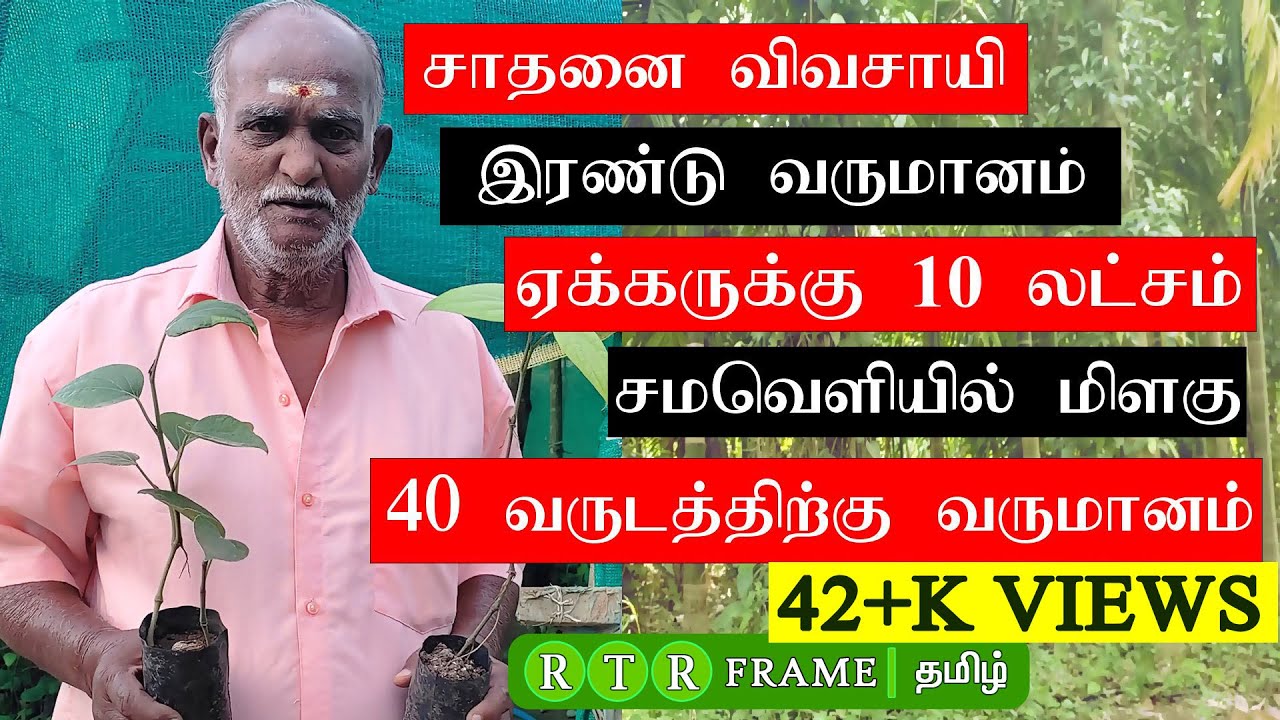 ஏக்கருக்கு 10 லட்சம் வருமானம்!! 40 ஆண்டுக்கு வருமானம் | wholesale papper | pepper | RTR FRAME