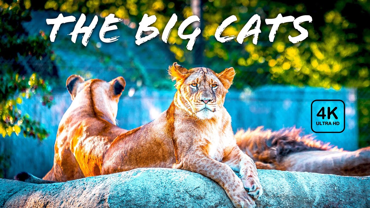 Wild cats(Lions, Tigers, Cheetah...) around the world 4K - Scenic Relaxation Film With Calming Music