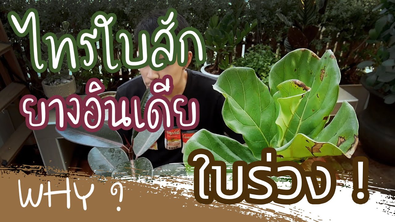ไทรใบสัก ยางอินเดีย ใบร่วง Fiddle-leaf Fig | POM YOU KNOW