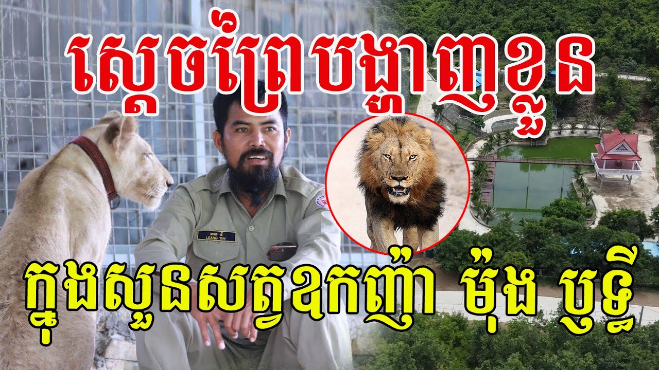 ស្ដេចម្រឹគដ៏កម្របានបង្ហាញខ្លួន ក្នុងសួនសត្វលោកឧកញ៉ា ម៉ុង ឫទ្ធី មើលទៅគួរឱ្យស្រលាញ់ណាស់