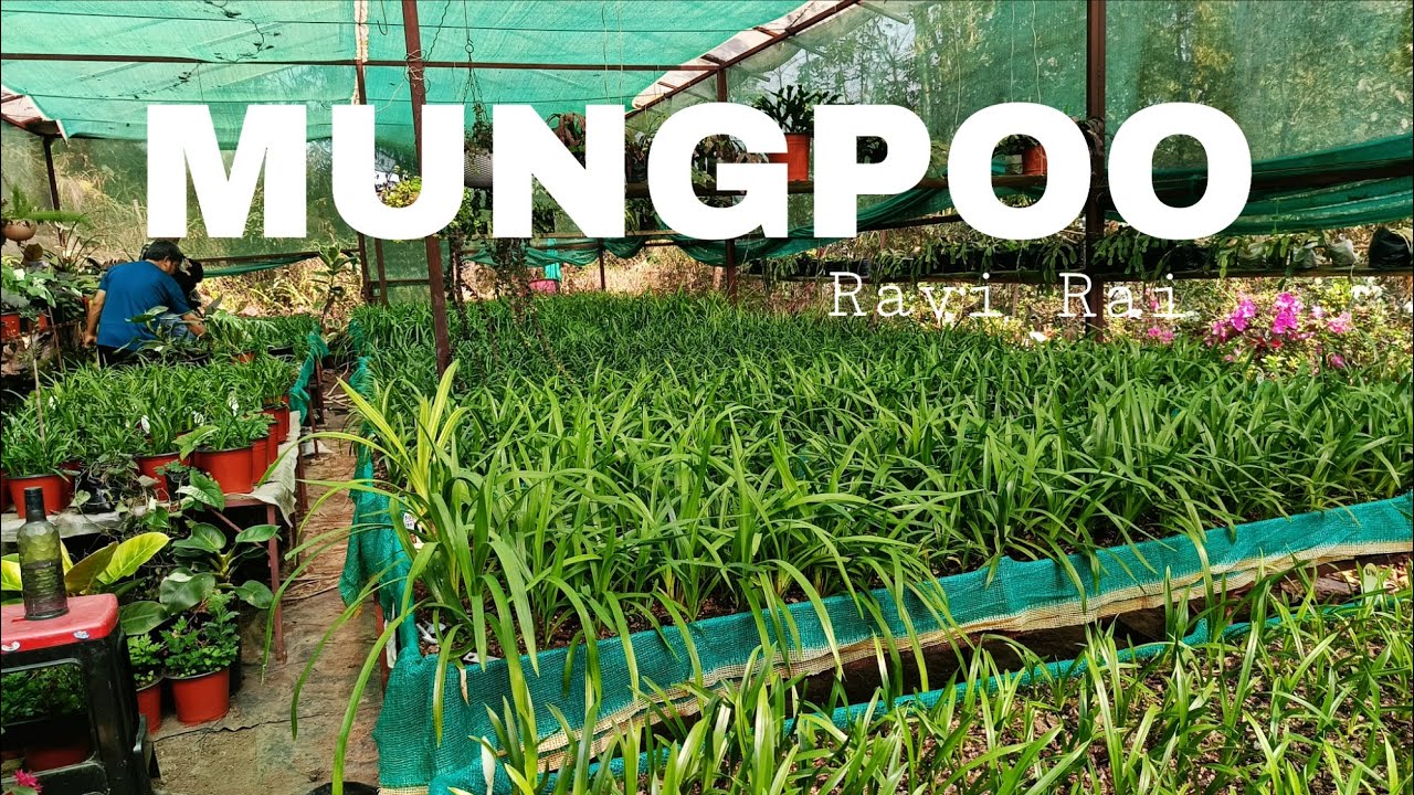 Planning About doing large scale in Cymbidium orchid? #cymbidium 