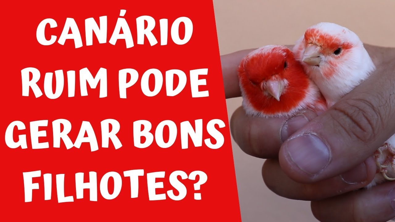 CANÁRIO RUIM PODE GERAR BONS FILHOTES?