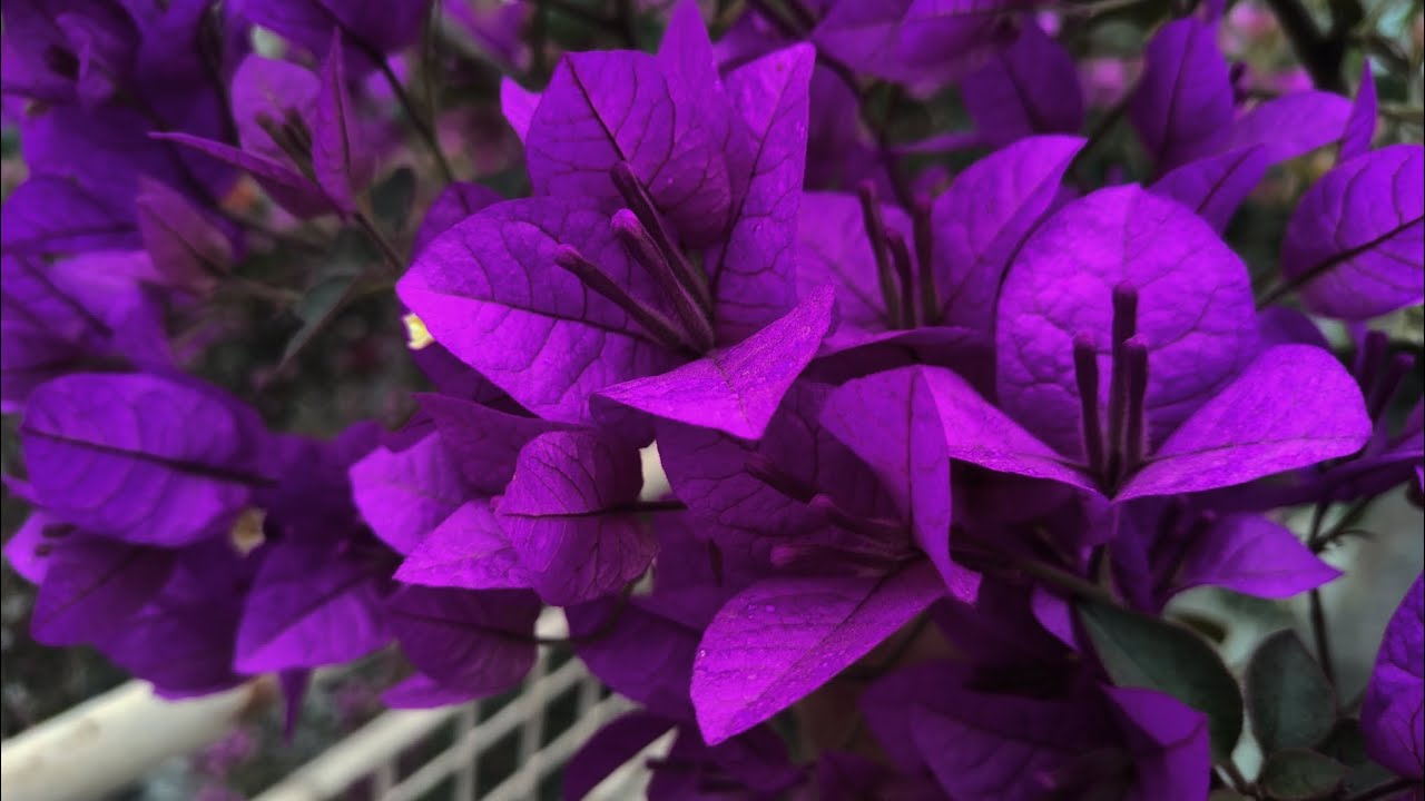 Bougainvillea spectabilis Purple 💜        💎ᎷᏗᏒᏉᏋᏝᎧᏬᏕ🥀 ᎶᏗᏒᎴᏋᏁᎥᏁᎶ💎🌹🍒