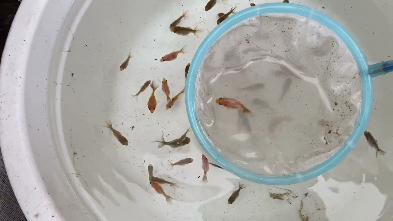 Winter spawned Hybrid Ryukin Update