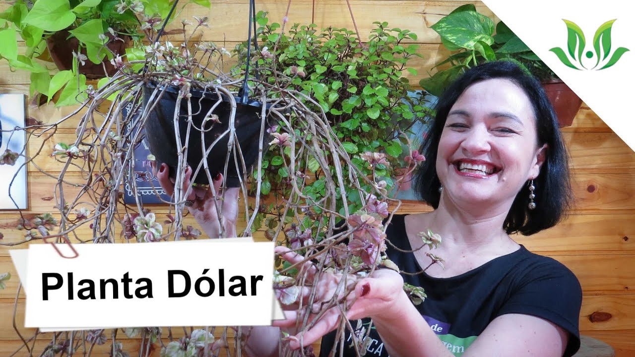 Planta Dólar: Poda e Manutenção