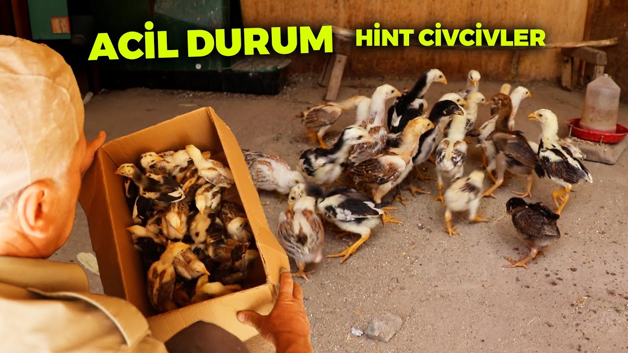 ACİL DURUM ! Birbirlerine Zarar Veriyorlar - Asil Hint Civcivlerini Taşıdık - Çiftlik İşleri