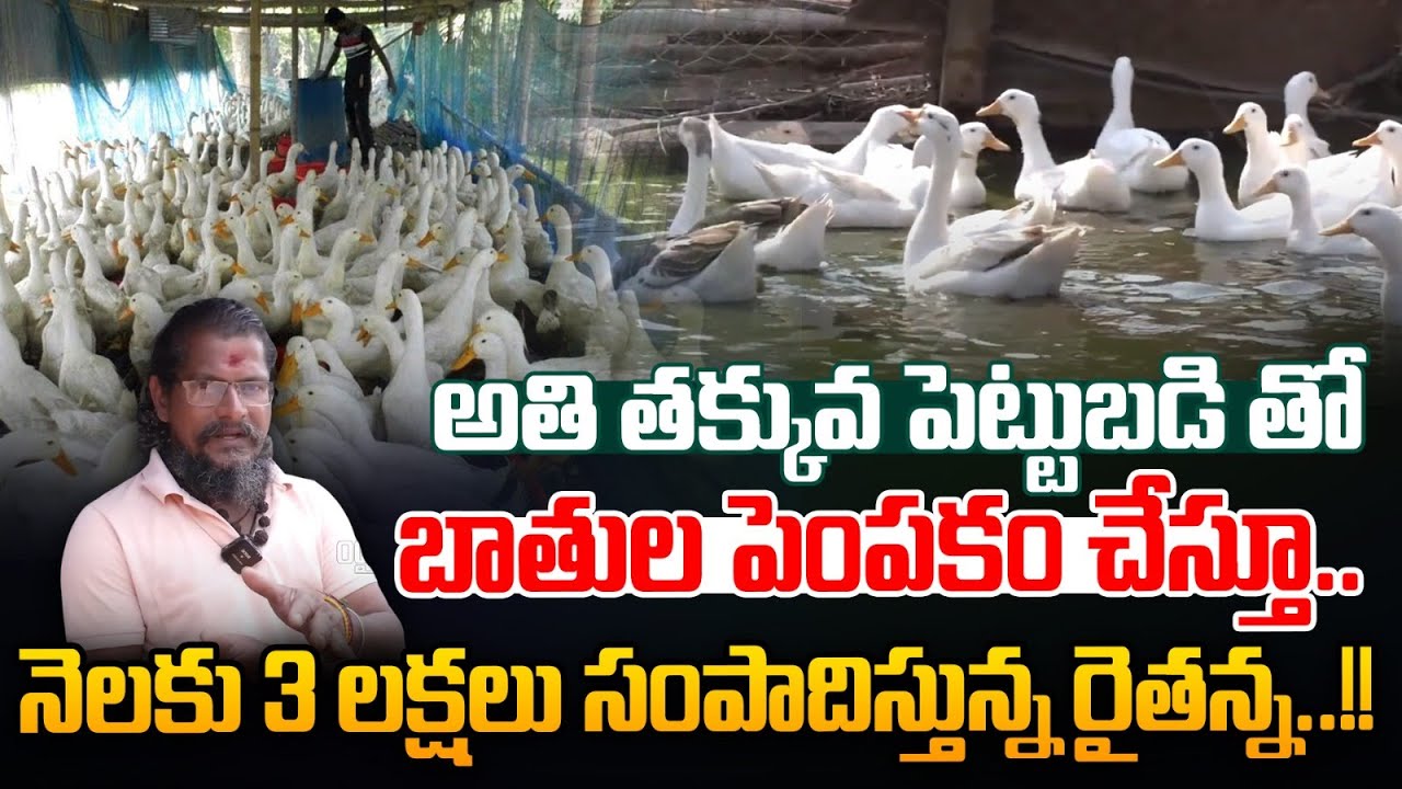 బాతుల పెంపకం చేస్తూ.. నెలకు 3 లక్షలు సంపాదిస్తున్న | Duck farming With Low Cost | Rythabnna Nestam