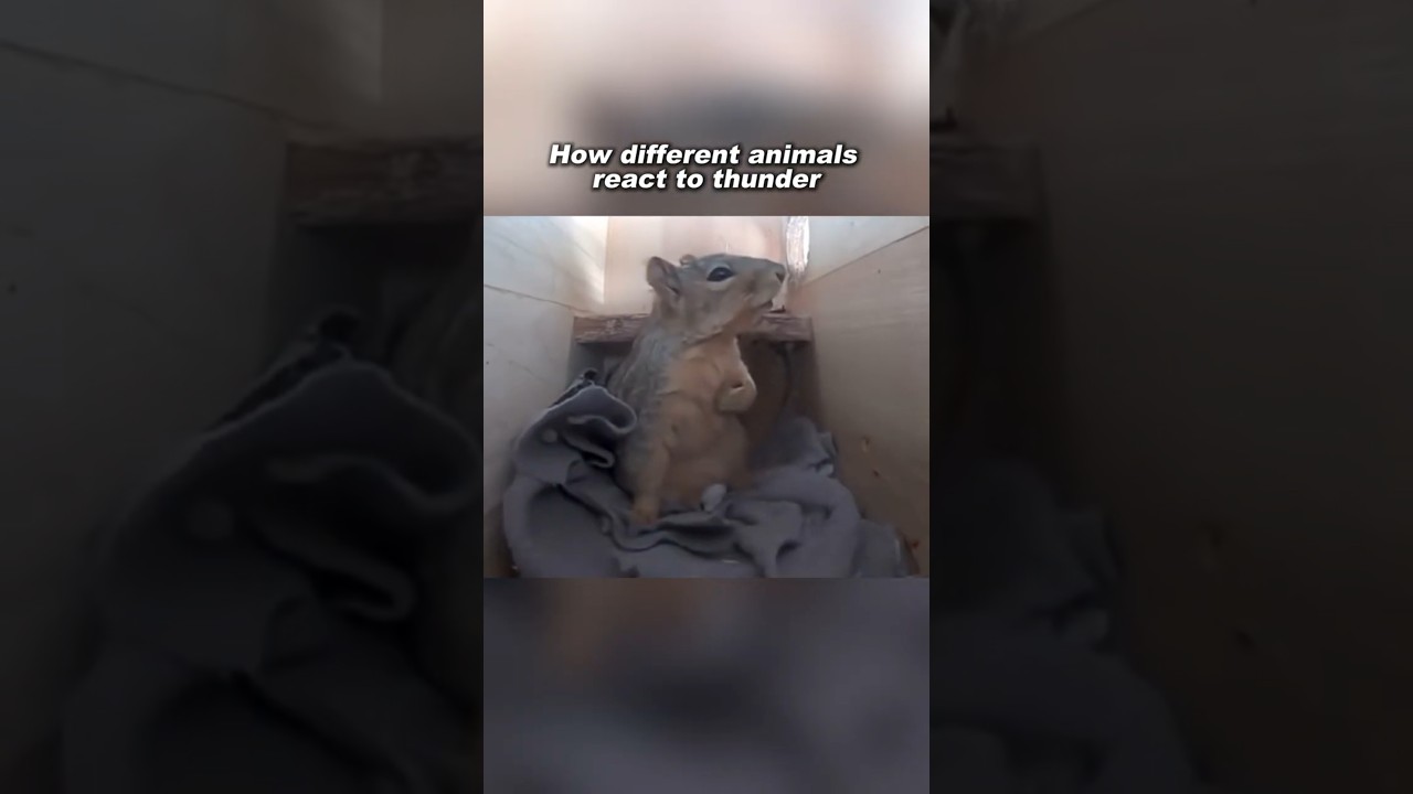How animals react to thunder