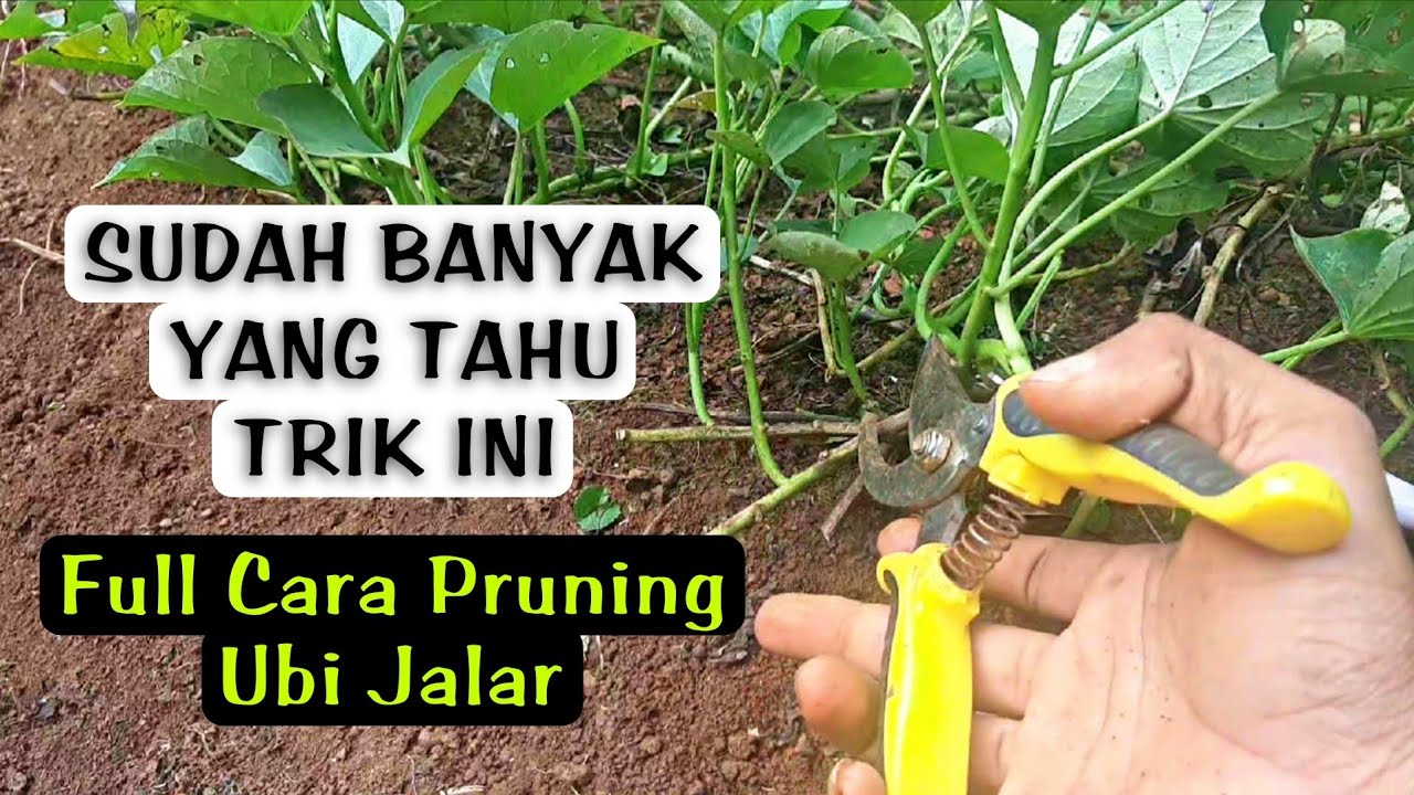 CARA PRUNING UBI JALAR #pertanian #ubijalar @indonesia_bertani 