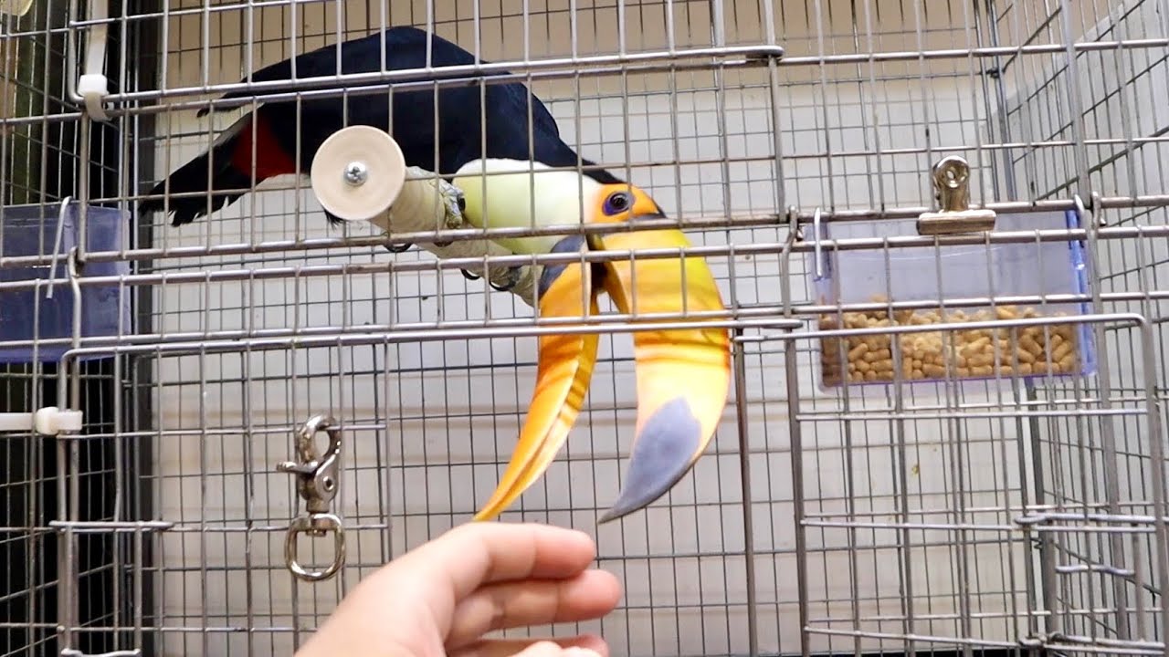 オニオオハシという鳥が可愛すぎるので会いに行くと..