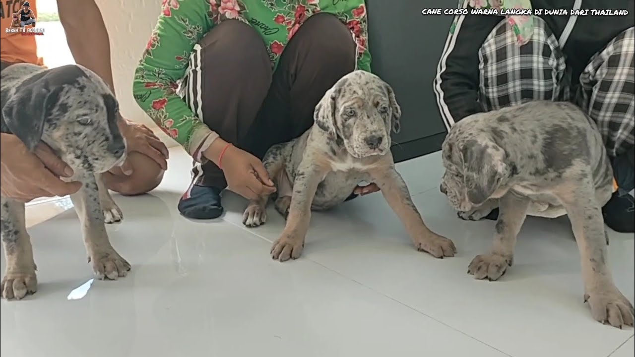 CANE CORSO MERLE DARI ASIAN BIG DOG KENNEL ‼️WARNA LANGKA HARGA RATUSAN JUTA ‼️