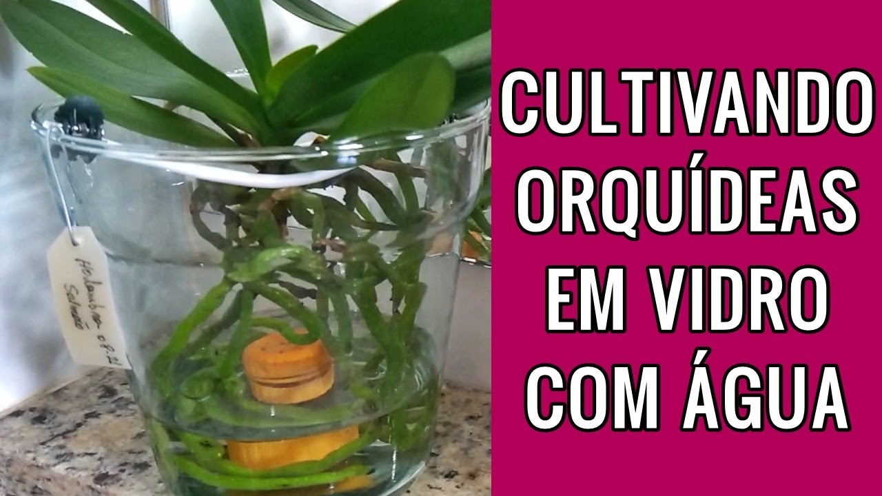 Cultivo de Orquídeas Phalaenopsis em água. | JD Orquídeas