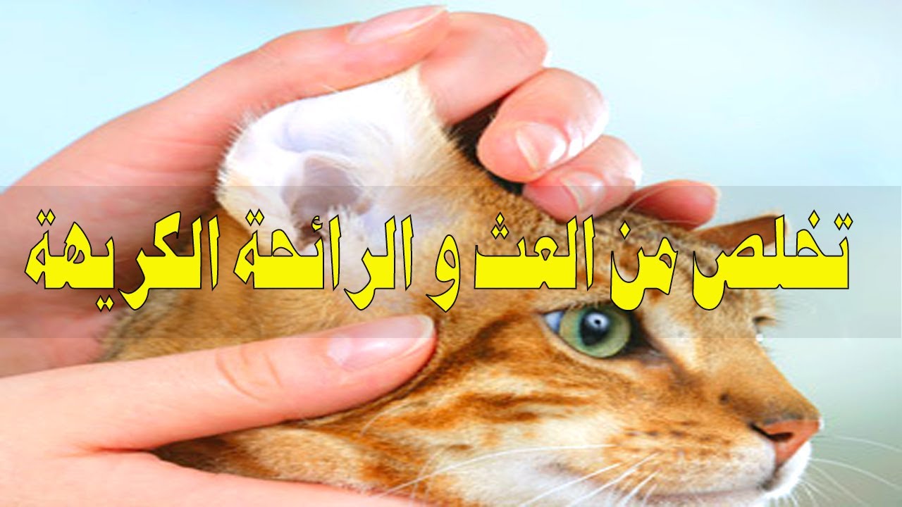 تنظيف اذن القطط بطريقة سهلة ولاتسبب مشاكل