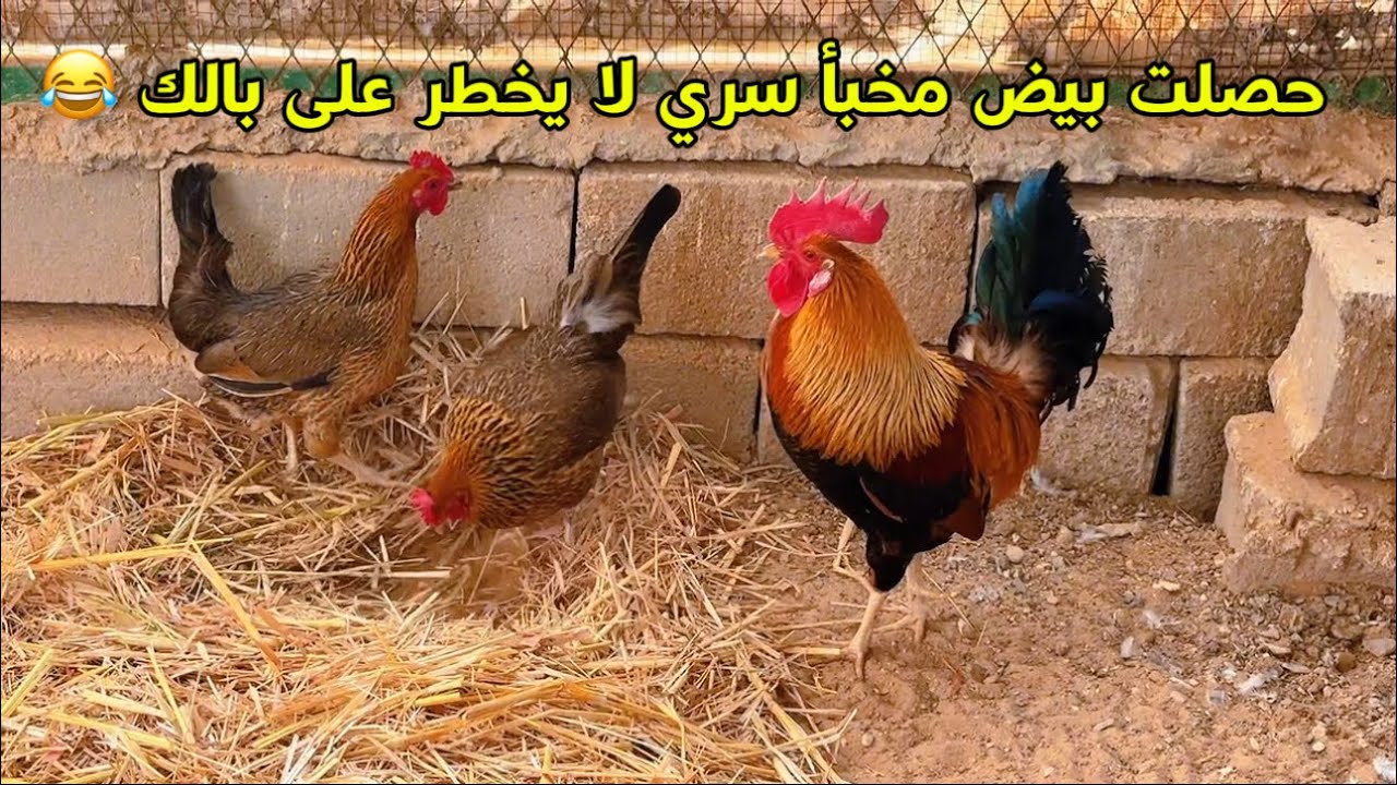 فكيناء التيب عن جميع الحمام.  وفتحنا البرج ان شاءالله مايضيع شي 😊👍