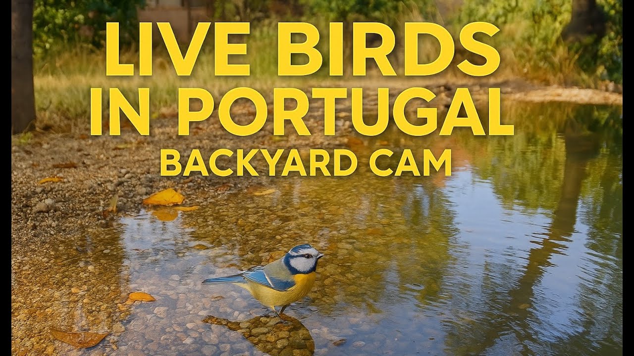 17.02.2026 10:00 🟥 LiveStream – Bird Activity at a Peaceful Backyard Pond