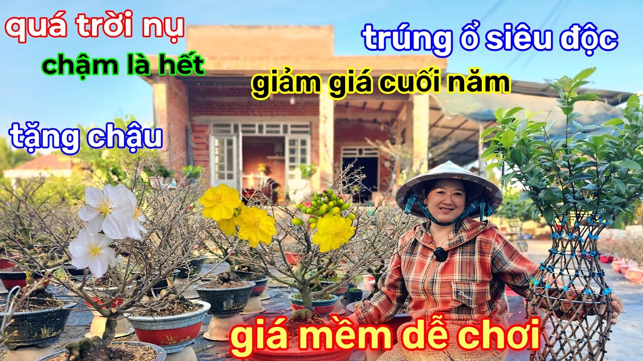 🌲4/2☎️Vườn mai Chị Thảo☎️mai ghép chơi tết🌲xả lô siêu nụ🌲chuẩn tết miền nam🌲bung trấu đều 
