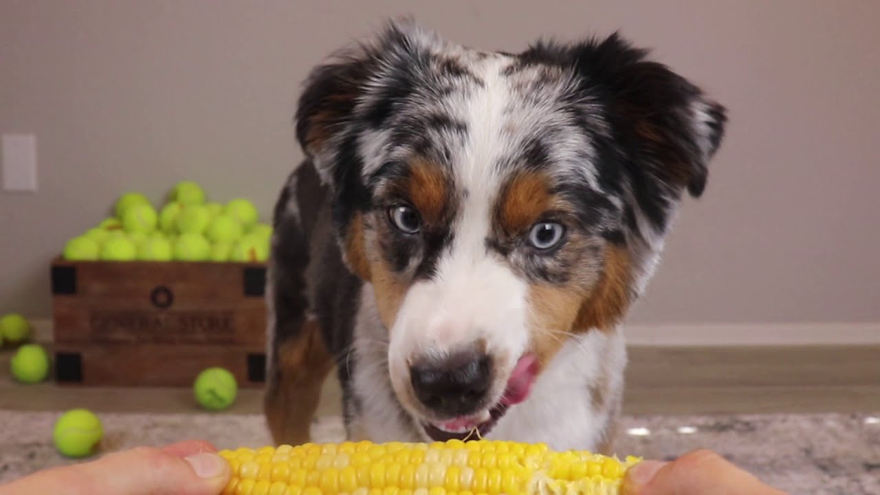ASMR Dog Reviewing Food - Finn eating Corn on the Cob