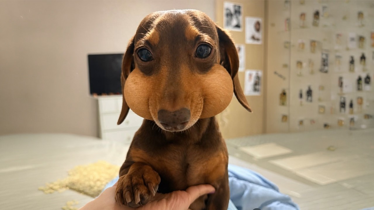 Nothing but Hilarious Dogs💥🤣The FUNNIEST Animals of 2026...So Far!
