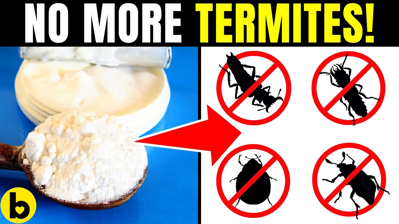 6 Super-Effective Ways To Get Rid Of Termite Infestation