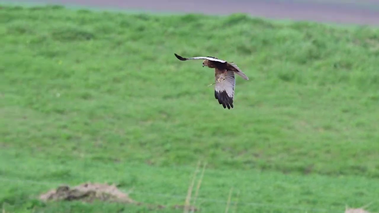 Marsh Harrier compilation march 2023
