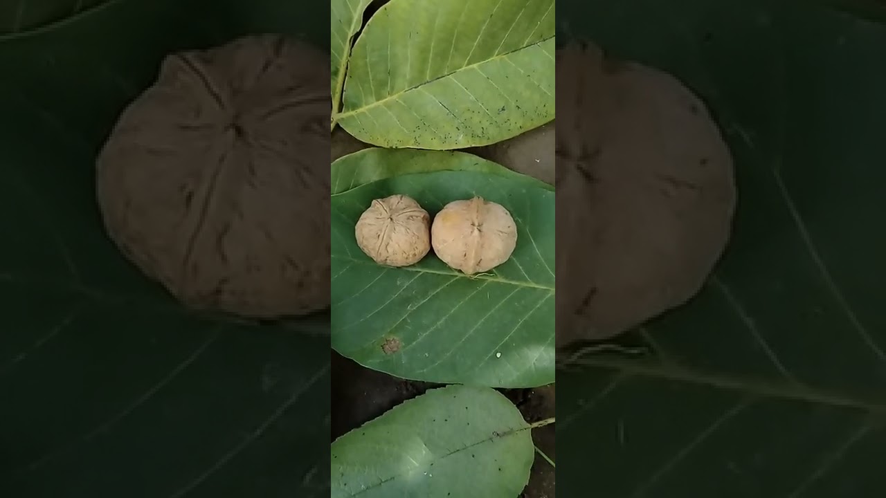 Beautiful walnuts in the garden 2022