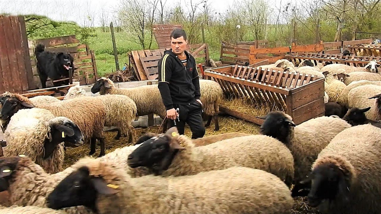 200 DE OI SI CIOBANESTI CORBI LA STANA LUI IULICA BALAN DIN GRINDASI, JUD IALOMITA.