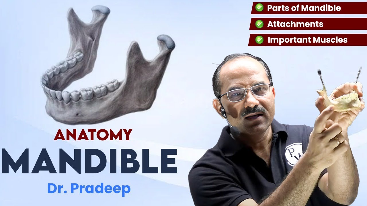 Mandible | Anatomy | Hard Parts Made Easy with Dr. Pradeep Pawar | PW MedEd