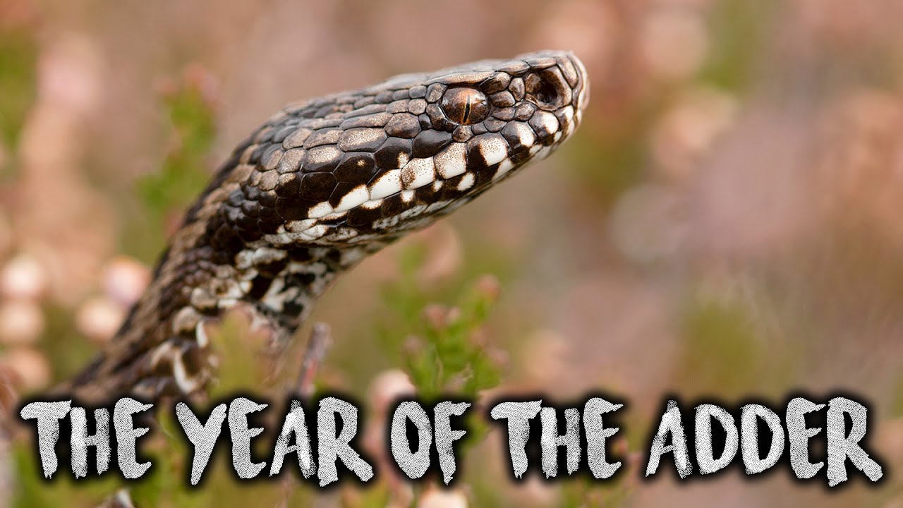 The year of the Adder - Alpine Vipers EP. 1 (Vipera berus) [ Wildlife Documentary ]