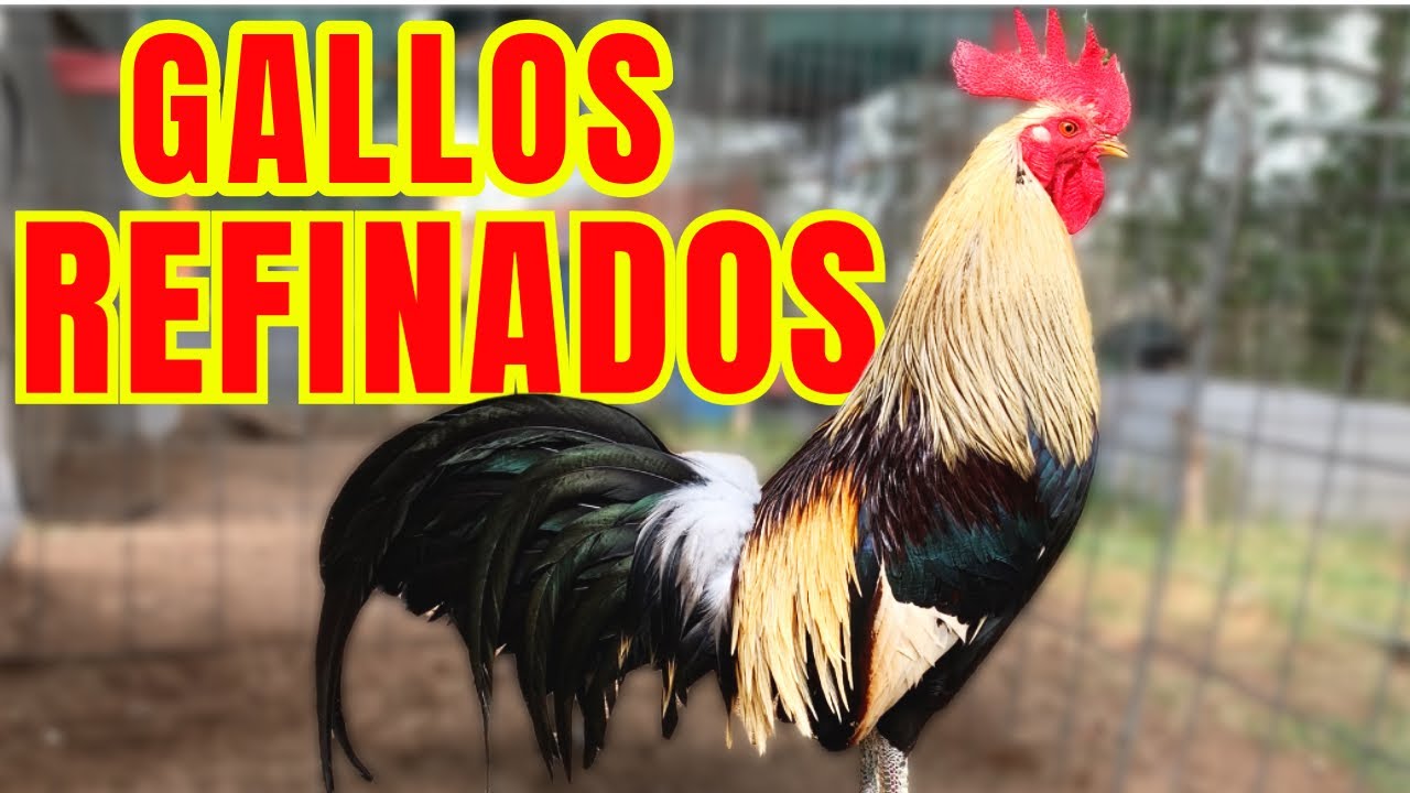 GALLOS REFINADOS....