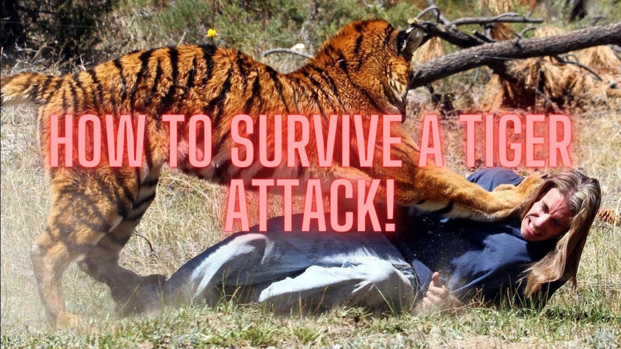 How To Survive A Tiger Attack!
