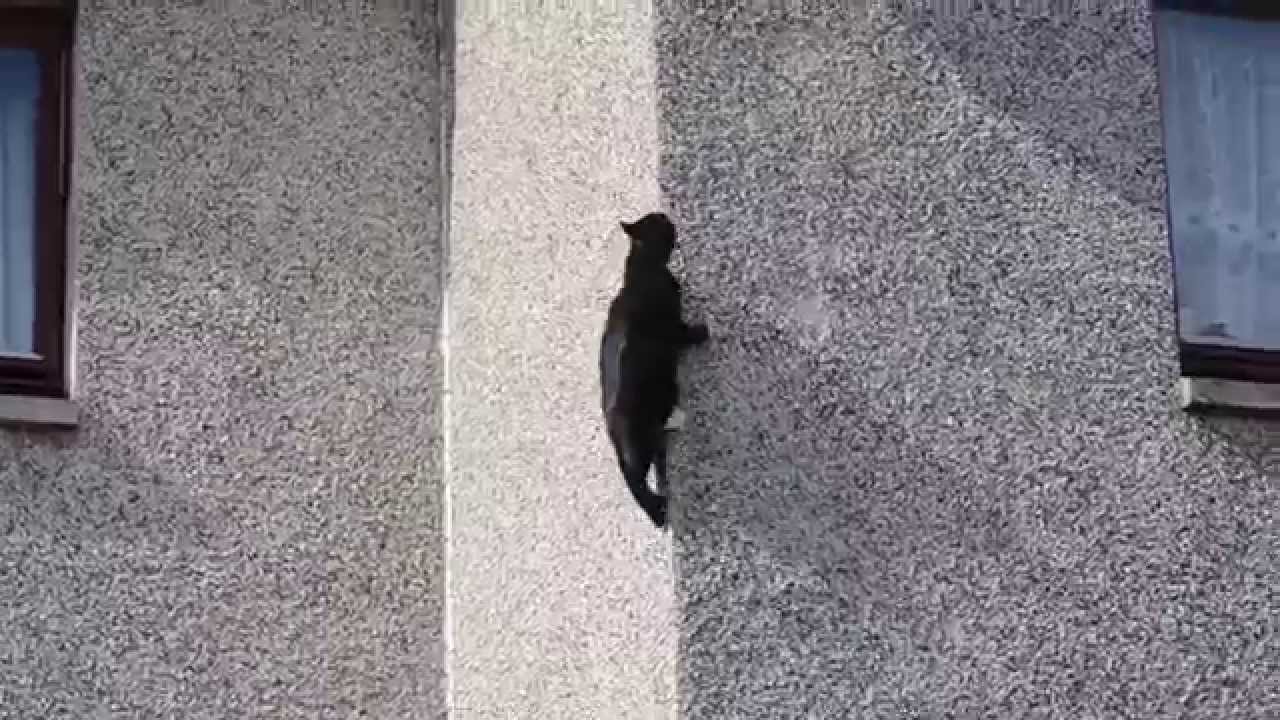 Cat climbs up a wall.