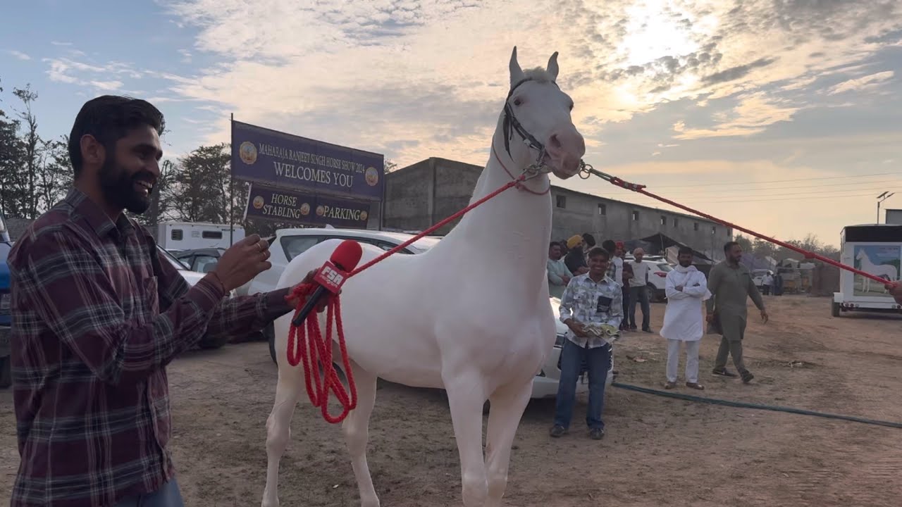 Stallion Suraj at Jagraon Horse Show in Punjab India
