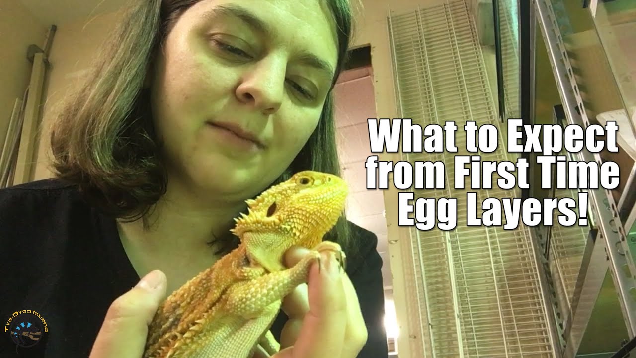 Чего ожидать, когда ваша бородатая агама впервые отложит яйца! 🦎🥚